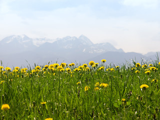 Fototapeta premium mountain wendelstein (33)