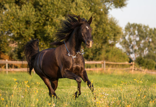 Vollblutaraber Rapphengst im Galopp