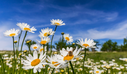 Fototapeta na wymiar Wild daisies in a country meadow