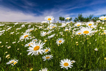 Wild daisies in a country meadow