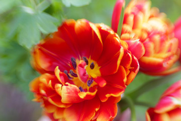 Beautiful bright tulips close up