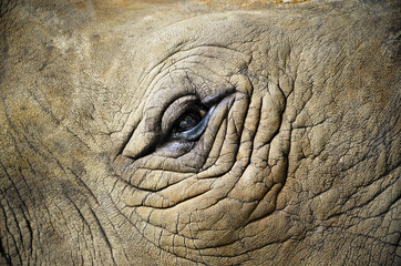 Eye of the rhino/  Focus on the eye