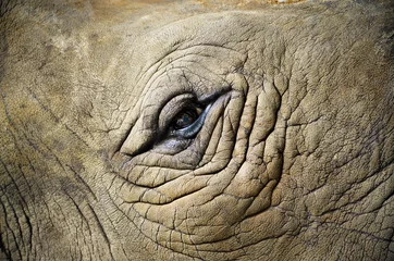 Papier Peint photo Lavable Rhinocéros Oeil du rhinocéros/ Focus sur l& 39 oeil