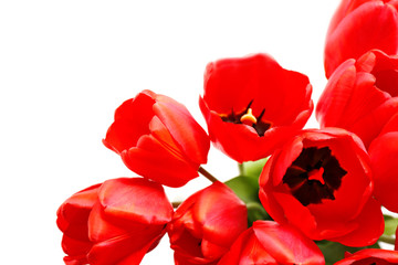 Bouquet of fresh tulips, closeup