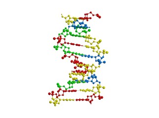 Molecular structure of double stranded DNA (helix)