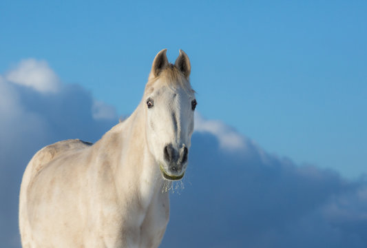 Vollblutaraber in der Wintersonne