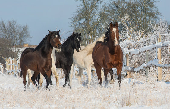 Vollblutaraber im Schnee