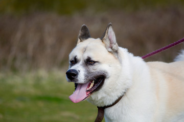 Japanese Akita dog
