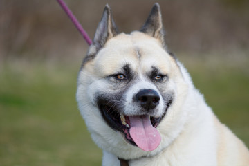 Japanese Akita dog