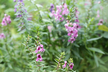 Purple salvia flowers at the nature