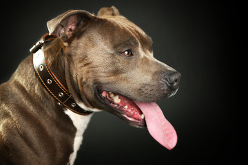 American Staffordshire Terrier, close-up, on dark background