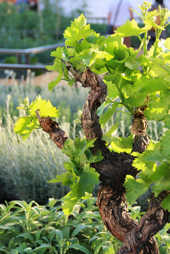 Beautiful field with grapewines