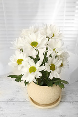 Naklejka premium Beautiful chrysanthemum in pot on windowsill