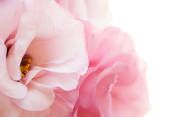 Romantic pink eustoma background