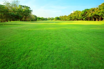 Fotobehang Gras mooi ochtendlicht in openbaar park met groen grasveld an