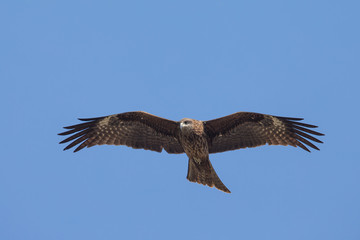 Obraz premium Black Kite flying in blue Sky