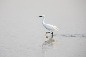 Little egret (Egretta Garzetta)  walking in water