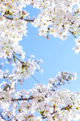 Crédence de cuisine en verre imprimé Fleur de cerisier 桜の風景