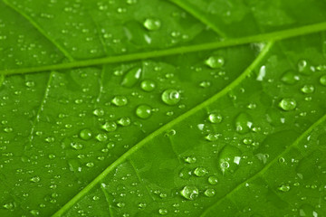 Beautiful green leaf with water drops close up