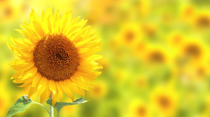 Sunflowers on yellow background