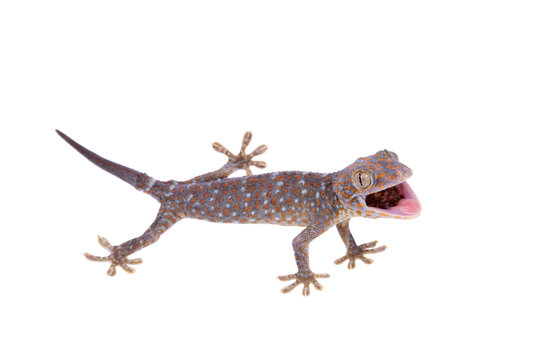 Tokay Gecko isolated on white background