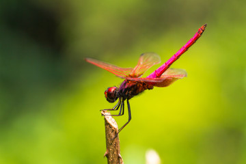 Portrait of dragonfly - Crimson Dropwing (female)