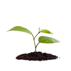 Young green plant on a white background