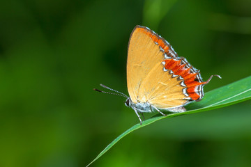Purple Sapphire perching on plant