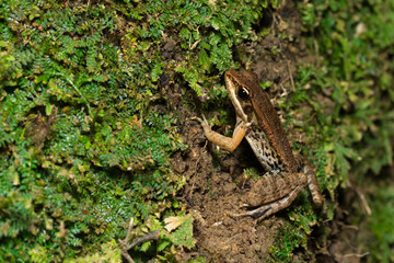 Portrait of frog - Broad-folded frog