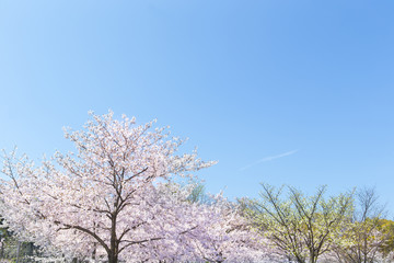 Fototapeta premium 桜の風景