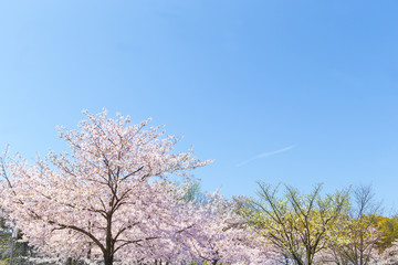 桜の風景