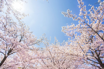 paysage de fleurs de cerisier