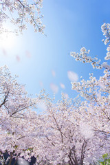 Naklejka premium 桜の風景