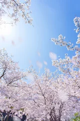 Papier Peint photo Fleur de cerisier 桜の風景