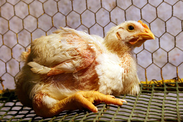 Broiler chicken