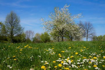 Fr&uuml;hlingswiese und Fr&uuml;hlingsb&auml;ume