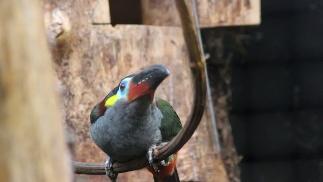 Guyana toucanet (Selenidera piperivora)