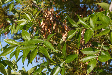 Fresno Común con semillas. Fraxinus excelsior. Ciudad de León.