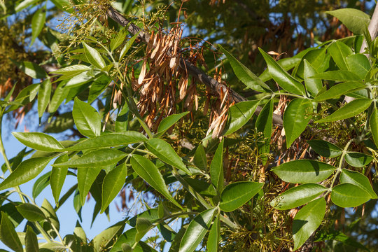 รูปภาพFraxinus – เลือกดูภาพถ่ายสต็อก เวกเตอร์ และวิดีโอ9,375 | Adobe Stock