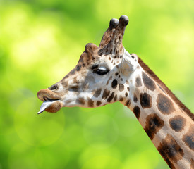 Portrait of a giraffe on green natural background