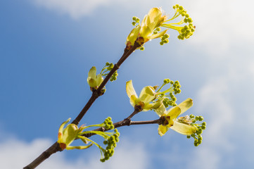 Spring tree bud exploding in sunlight