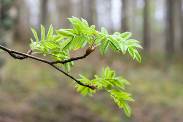 Rowan tree natural fresh branch