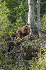 Fototapeta na wymiar brown bears