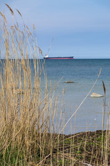 Reed at sea coast and ship afar