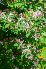 Spring bush with pink  flowers nature background