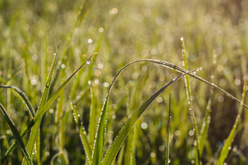 Natural morning dew on grass at sunny morning