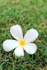 Fototapeta na wymiar Plumeria flower on filed 