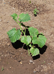 Cucumber seedling