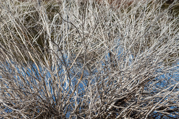 Arbustos secos. Embalse de Tabuyo del Monte, León,