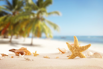 Fototapeta na wymiar Sandy beach with seashells